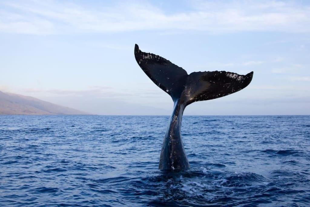 Hermanus Sea View Room المظهر الخارجي الصورة